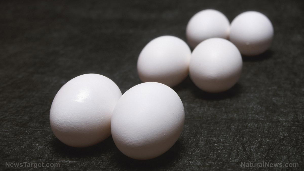 “Foundations in Farming and Homesteading + Pastured Laying Hens” on BrightU: What it really takes to make eggs profitable