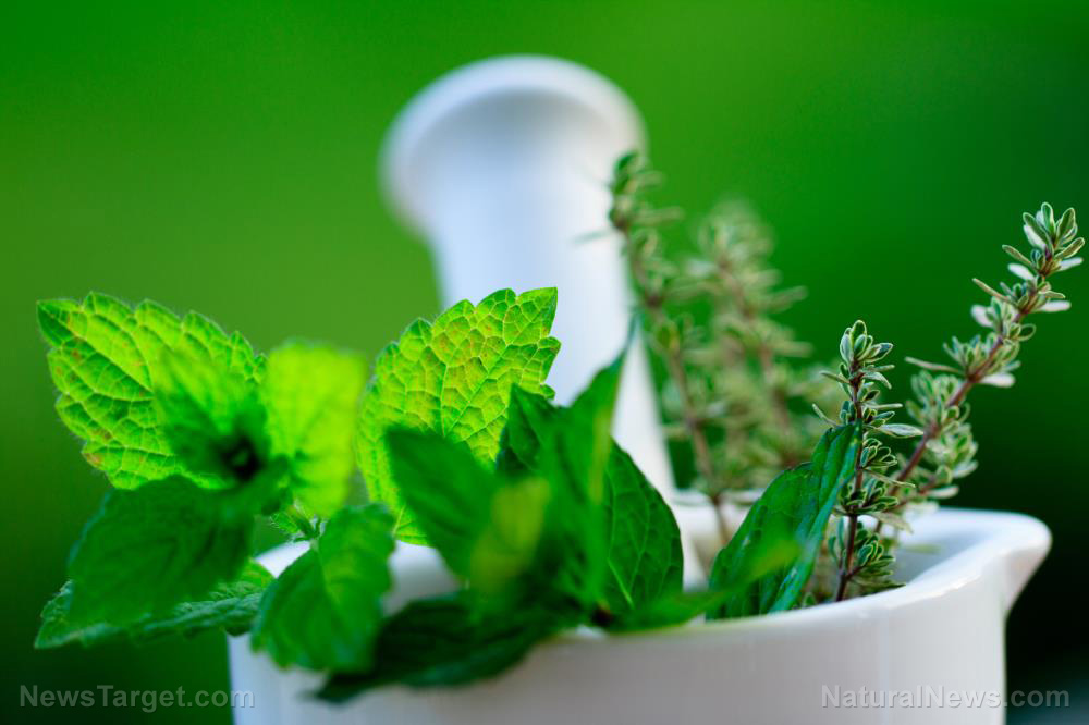 Top 10 medicinal herbs for building your home apothecary