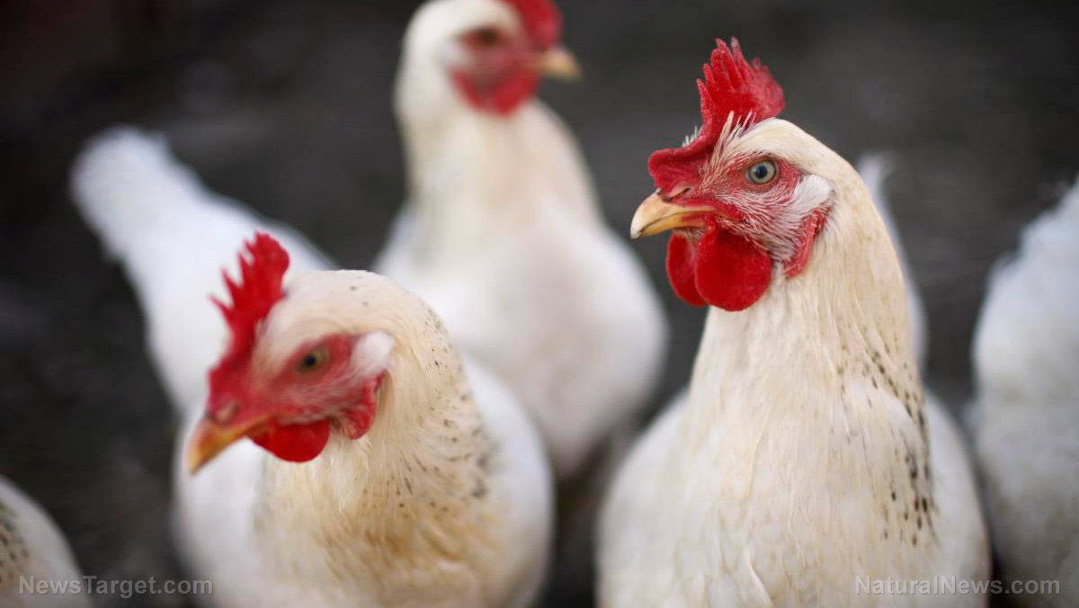 “Foundations in Farming and Homesteading + Pastured Laying Hens” on BrightU: Inside the engineering battle to keep 1,000 hens on fresh ground